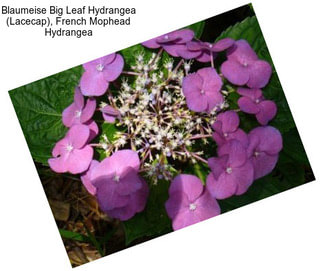 Blaumeise Big Leaf Hydrangea (Lacecap), French Mophead Hydrangea