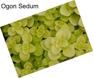 Ogon Sedum