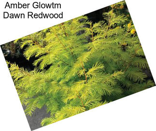 Amber Glowtm Dawn Redwood