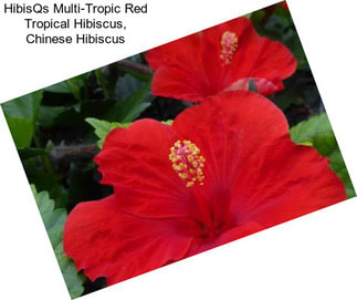 HibisQs Multi-Tropic Red Tropical Hibiscus, Chinese Hibiscus