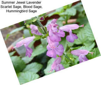 Summer Jewel Lavender Scarlet Sage, Blood Sage, Hummingbird Sage