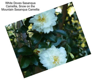 White Doves Sasanqua Camellia, Snow on the Mountain Sasanqua Camellia