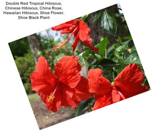 Double Red Tropical Hibiscus, Chinese Hibiscus, China Rose, Hawaiian Hibiscus, Shoe Flower, Shoe Black Plant