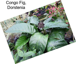 Congo Fig, Dorstenia