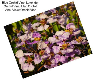 Blue Orchid Vine, Lavender Orchid Vine, Lilac Orchid Vine, Violet Orchid Vine