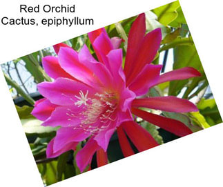 Red Orchid Cactus, epiphyllum