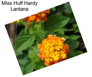 Miss Huff Hardy Lantana