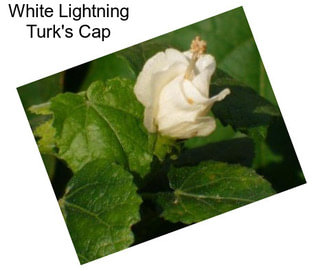 White Lightning Turk\'s Cap