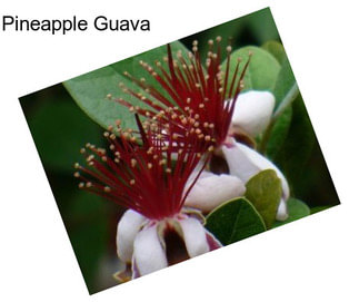 Pineapple Guava