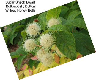 Sugar Shack Dwarf Buttonbush, Button Willow, Honey Bells