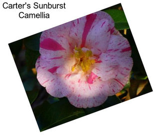 Carter\'s Sunburst Camellia