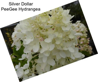 Silver Dollar PeeGee Hydrangea