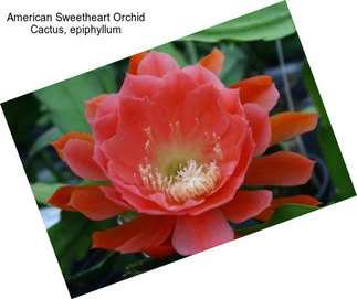 American Sweetheart Orchid Cactus, epiphyllum