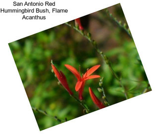 San Antonio Red Hummingbird Bush, Flame Acanthus