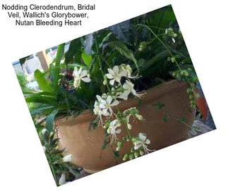 Nodding Clerodendrum, Bridal Veil, Wallich\'s Glorybower, Nutan Bleeding Heart