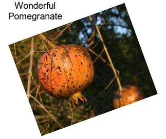 Wonderful Pomegranate