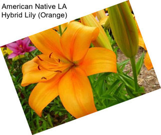 American Native LA Hybrid Lily (Orange)