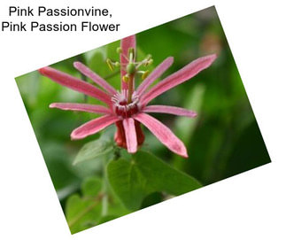 Pink Passionvine, Pink Passion Flower