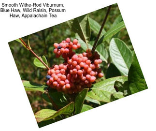 Smooth Withe-Rod Viburnum, Blue Haw, Wild Raisin, Possum Haw, Appalachain Tea