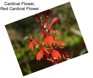 Cardinal Flower, Red Cardinal Flower