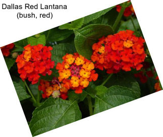 Dallas Red Lantana (bush, red)