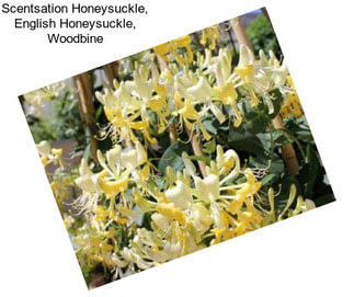 Scentsation Honeysuckle, English Honeysuckle, Woodbine