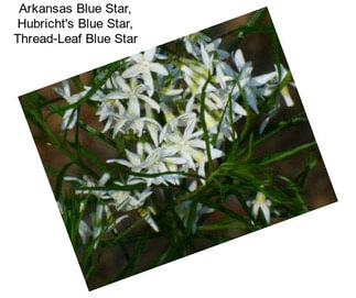 Arkansas Blue Star, Hubricht\'s Blue Star, Thread-Leaf Blue Star