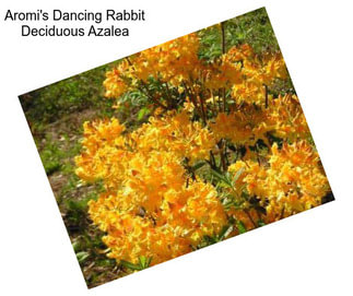 Aromi\'s Dancing Rabbit Deciduous Azalea