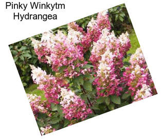 Pinky Winkytm Hydrangea