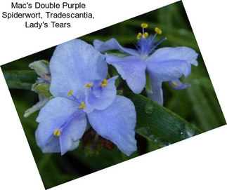 Mac\'s Double Purple Spiderwort, Tradescantia, Lady\'s Tears