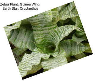 Zebra Plant, Guinea Wing, Earth Star, Cryptanthus