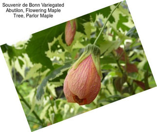 Souvenir de Bonn Variegated Abutilon, Flowering Maple Tree, Parlor Maple