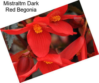 Mistraltm Dark Red Begonia