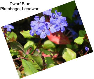 Dwarf Blue Plumbago, Leadwort