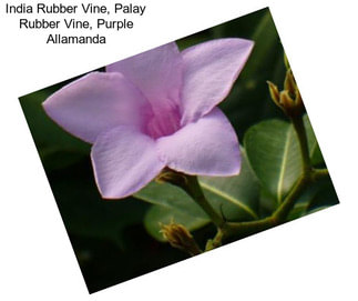 India Rubber Vine, Palay Rubber Vine, Purple Allamanda