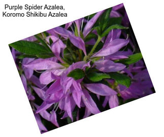 Purple Spider Azalea, Koromo Shikibu Azalea
