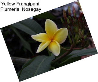 Yellow Frangipani, Plumeria, Nosegay