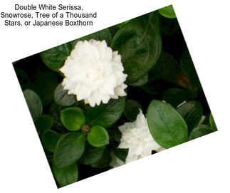 Double White Serissa, Snowrose, Tree of a Thousand Stars, or Japanese Boxthorn