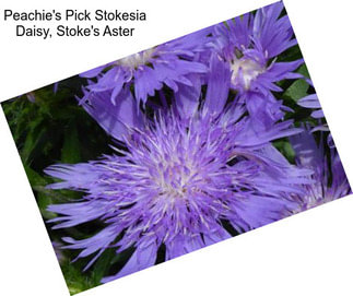 Peachie\'s Pick Stokesia Daisy, Stoke\'s Aster