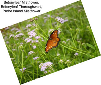Betonyleaf Mistflower, Betonyleaf Thoroughwort, Padre Island Mistflower