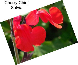 Cherry Chief Salvia