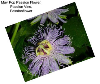 May Pop Passion Flower, Passion Vine, Passionflower