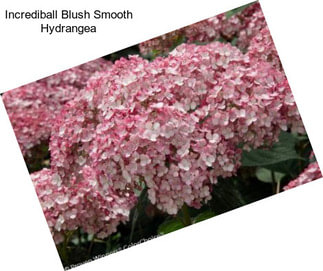 Incrediball Blush Smooth Hydrangea