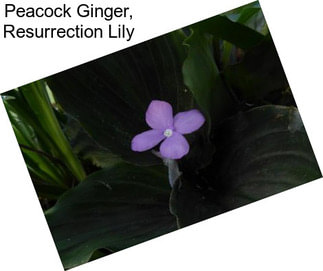 Peacock Ginger, Resurrection Lily