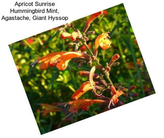 Apricot Sunrise Hummingbird Mint, Agastache, Giant Hyssop