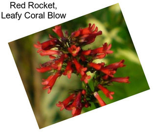 Red Rocket, Leafy Coral Blow