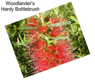 Woodlander\'s Hardy Bottlebrush