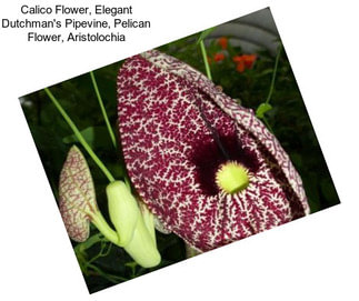 Calico Flower, Elegant Dutchman\'s Pipevine, Pelican Flower, Aristolochia