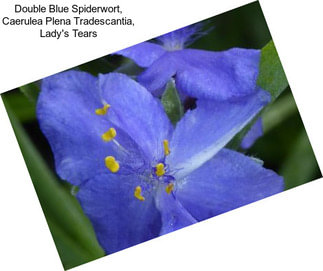 Double Blue Spiderwort, Caerulea Plena Tradescantia, Lady\'s Tears