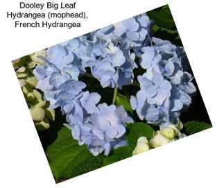 Dooley Big Leaf Hydrangea (mophead), French Hydrangea